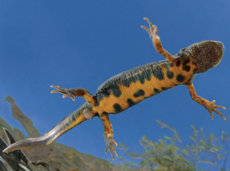 Freshwater Biology paper figure